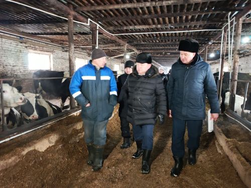 Шайдуллины из Старой Амзи в своем фермерском хозяйстве содержат порядка 500 голов лошадей и КРС