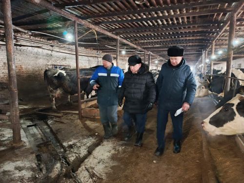 Шайдуллины из Старой Амзи в своем фермерском хозяйстве содержат порядка 500 голов лошадей и КРС