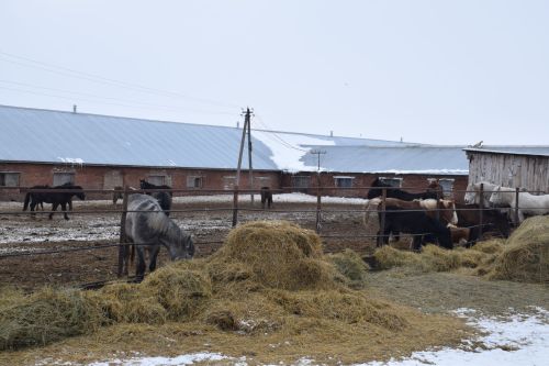 Мы даже усталости не чувствуем: Шайдуллины из Старой Амзи – опытные фермеры