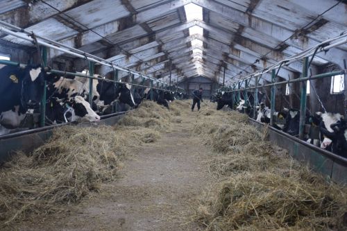 Фермер Фанил Гарифуллин планирует расширить хозяйство до 150 коров