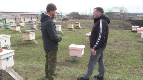 Медоносных тружениц пересчитают и присвоят QR-код