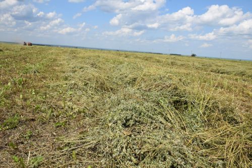 От качества кормов – к продуктивности скота: в Нурлатском районе кипит кормозаготовка