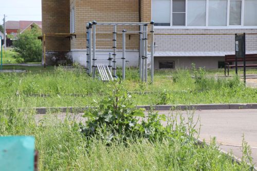 Травяной беспредел: коммунальщики не успевают за ростом сорняков