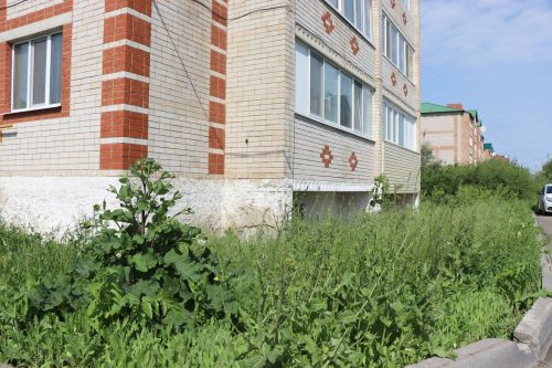 Травяной беспредел: коммунальщики не успевают за ростом сорняков