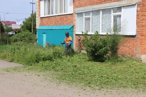 Травяной беспредел: коммунальщики не успевают за ростом сорняков