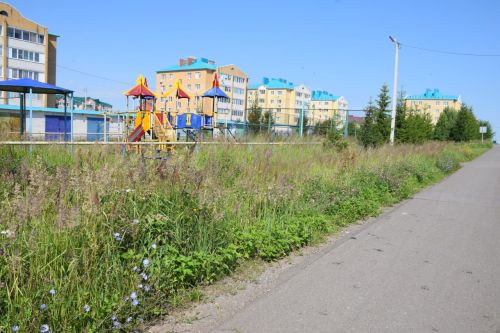 Карантинный сорняк в Нурлате: что нужно знать об амброзии