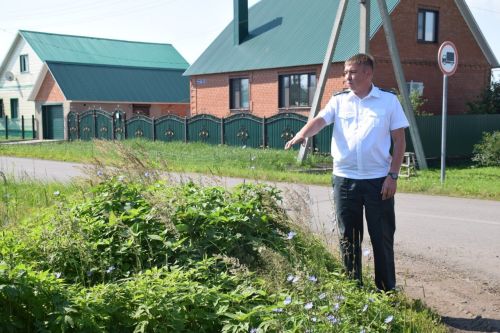 Карантинный сорняк в Нурлате: что нужно знать об амброзии
