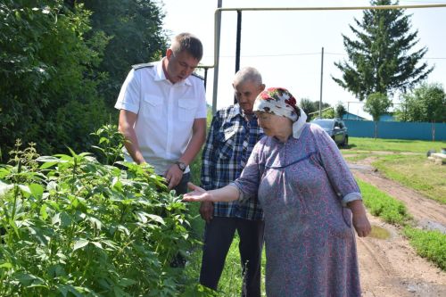 Карантинный сорняк в Нурлате: что нужно знать об амброзии