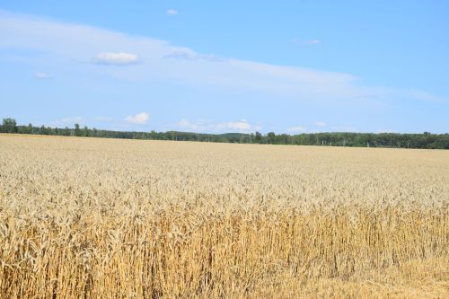 В Нурлатском районе стартовала уборочная кампания