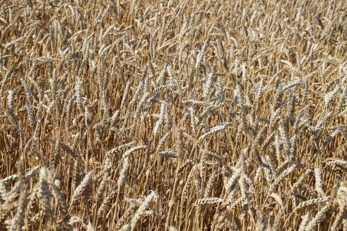 В Нурлатском районе стартовала уборочная кампания