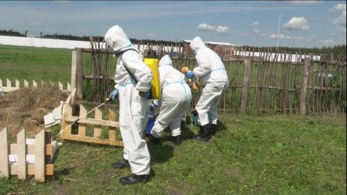 В Нурлате ликвидировали чуму мелких жвачных животных, карантин снят