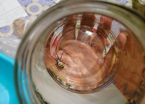 Ядовитый пришелец с полосатым брюшком: жительница Нурлата обнаружила в огороде паука-осу