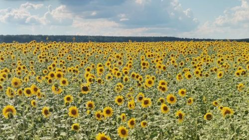 Стартовала уборка подсолнечника в Нурлатском районе