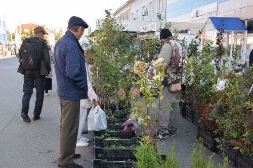 В Единый день голосования в Нурлате стартовали традиционные осенние ярмарки