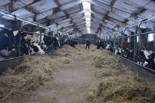Татарстан установил рекорд по производству молока
