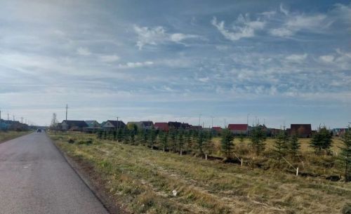 В Нурлате высадили 200 хвойных деревьев