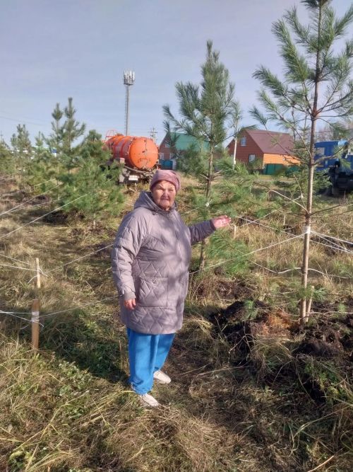 В Нурлате высадили 200 хвойных деревьев