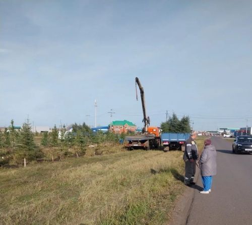 В Нурлате высадили 200 хвойных деревьев
