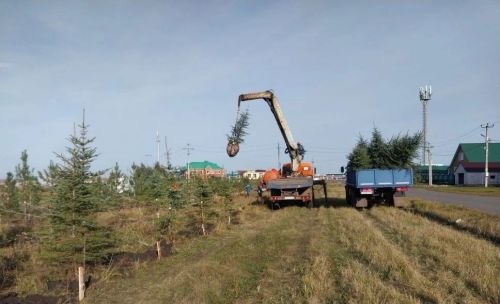 В Нурлате высадили 200 хвойных деревьев