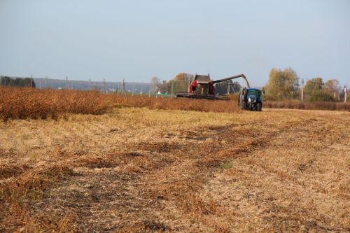 В районе началась уборка подсолнечника: площади превысили 18 тысяч гектаров