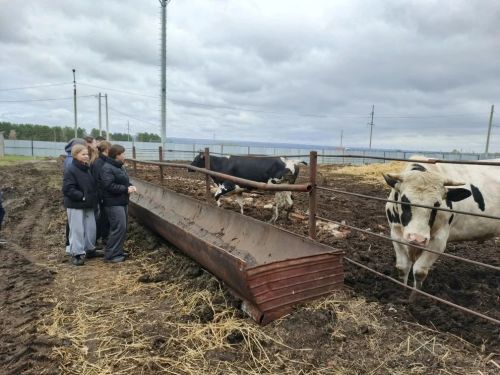 Школьники Егоркинской школы увидели ферму будущего на МТФ «Аграрий»