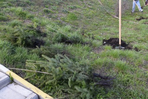 Глава Нурлатского района Дамир Ишкинеев высадил кедры и голубые ели в парке «Кондурча»