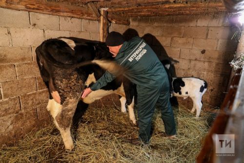 Нурлат районы дәүләт ветеринария берләшмәсе белгечләре профилактика чараларын көчәйтте