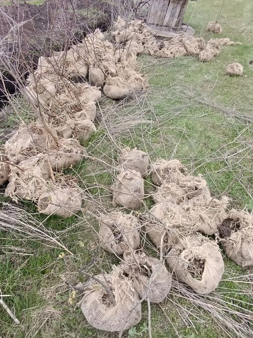 В селе Степное Озеро заложили новый парк
