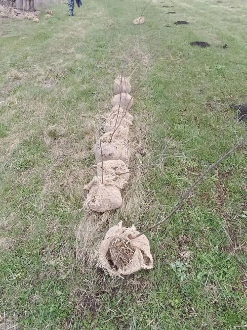 В селе Степное Озеро заложили новый парк