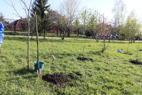 В Нурлате заложили аллею «7Я»: живой символ единства поколений