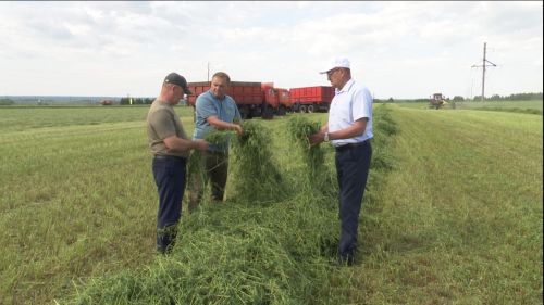 В хозяйствах Нурлатского района заготовлено более 4700 тонн сенажа, почти полторы тысячи тонн сена