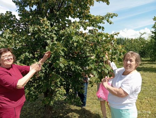 Аромат лета для защитников: в Нурлате заготовили липовый чай для бойцов