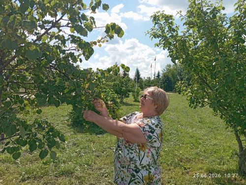 Нурлатта махсус хәрби операция сугышчылары өчен юкә чәе әзерләделәр