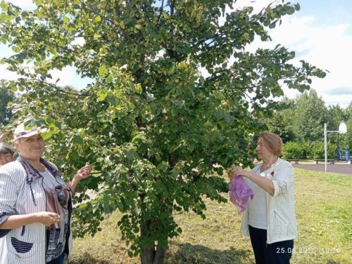 Нурлатта махсус хәрби операция сугышчылары өчен юкә чәе әзерләделәр
