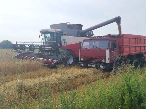 Светлое Озеро начало уборочную страду озимой пшеницы