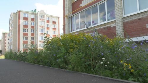 У многоэтажек по улице Кариева идет битва с сорной травой