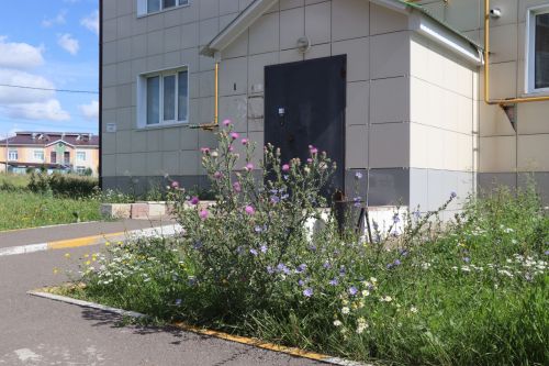Косить или штрафовать: в Нурлате проверили зарастающие улицы