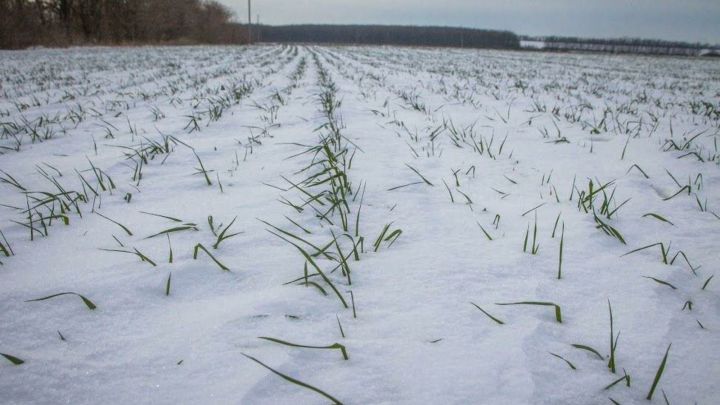В Татарстане специалисты Россельхозцентра оценили состояние озимых зерновых культур
