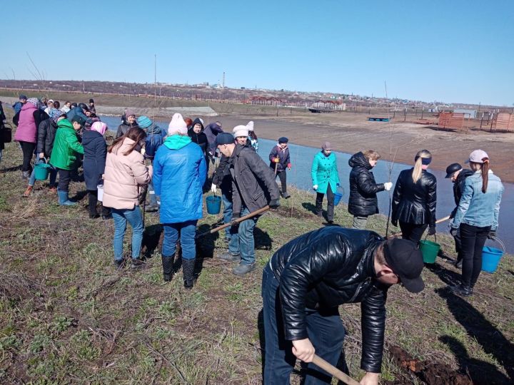 В Нурлате у реки Кондурча посадили 250 саженцев пирамидального тополя