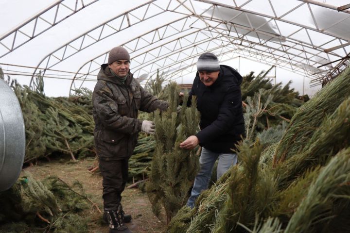 В Нурлате заработали елочные базары