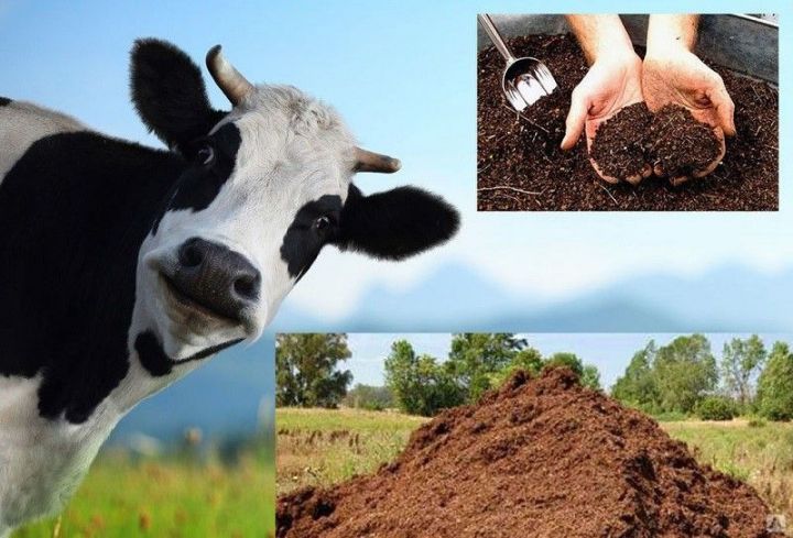Россельхознадзор РТ сообщает о вступлении в силу Закона «о побочных продуктах животноводства»
