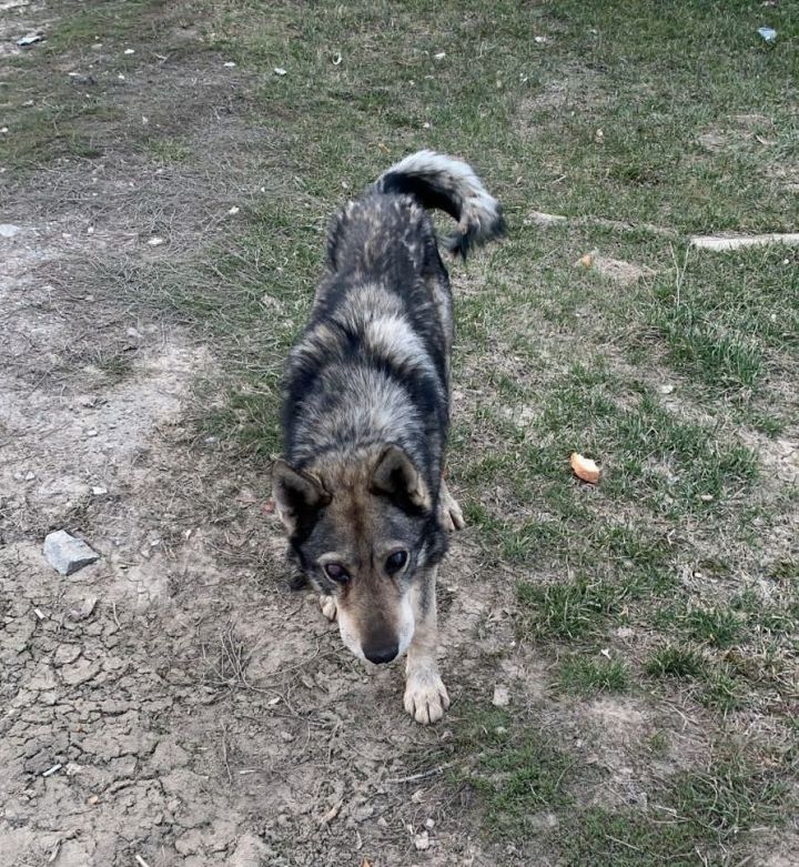 Волонтеры из Татарстана спасли слепую собаку