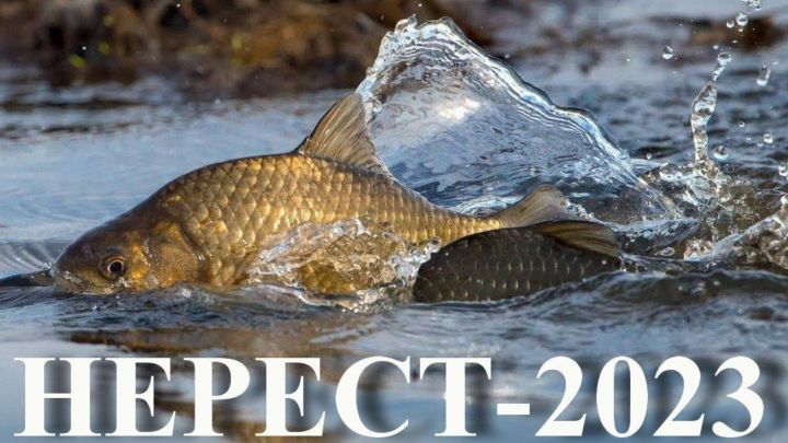 В Татарстане стартовала операция «Нерест-2023»