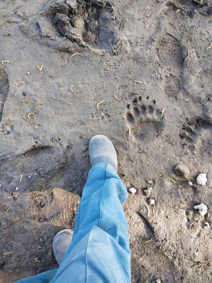 Жители села в Лаишевском районе Татарстана обнаружили следы медведя