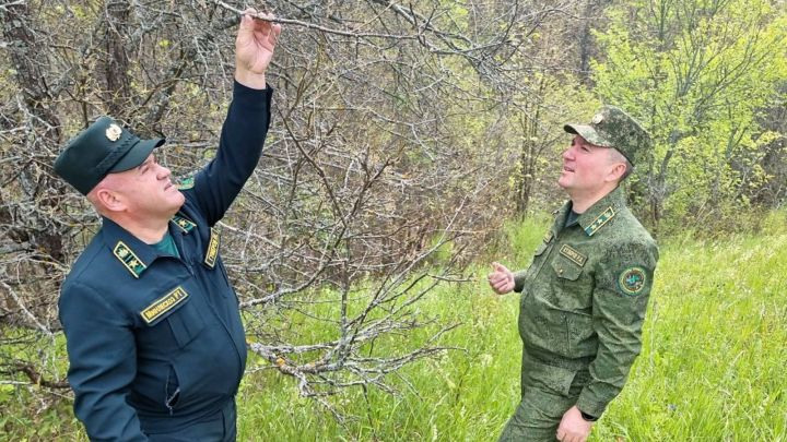 Масштабы очагов непарного шелкопряда оценил министр лесного хозяйства Татарстана