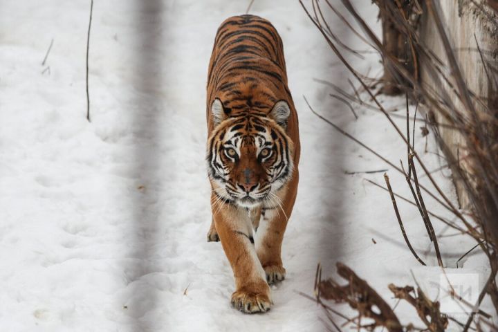 В Хабаровском крае тигр напал на человека и ранил его