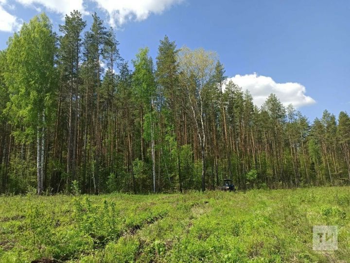 В Татарстане возбуждено уголовное дело из-за незаконной вырубки леса