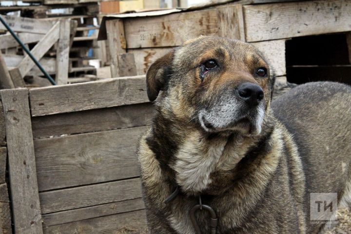 За жестокое обращение с животными россиянам грозит штраф от 1,5 тыс до 200 тыс рублей