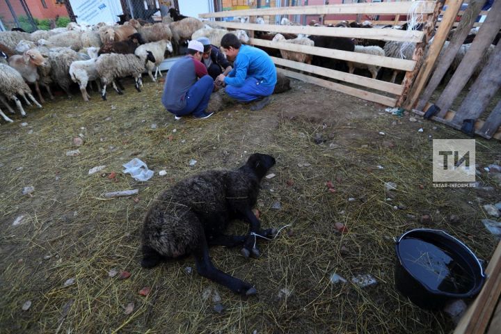 В Татарстане введут запрет на ввоз жертвенных овец для Курбан-байрама из других регионов