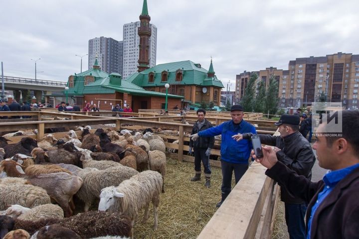 В этом году на Курбан-байрам в Татарстане было забито почти 14 тысяч жертвенных животных